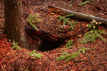 Midden of a squirrel in the coniferous forest under the spruce tree.