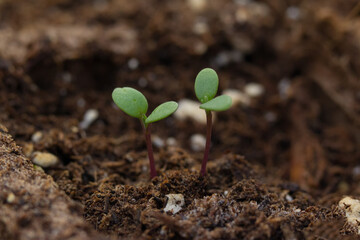 Little organic sprouts are growing in the tray in the greenhouse.