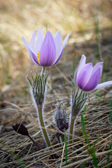 Wild crocuses are awakening in early spring and blooming in the field.