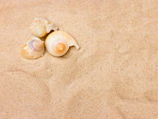 Fototapeta na wymiar Seashells on the beach sand background with copy space.