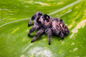 Jumping Spider on the Leaf