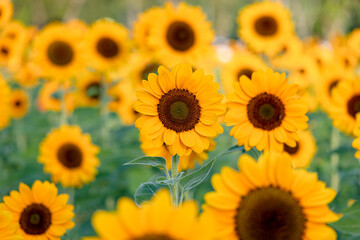 close up blooming yellow sunflower