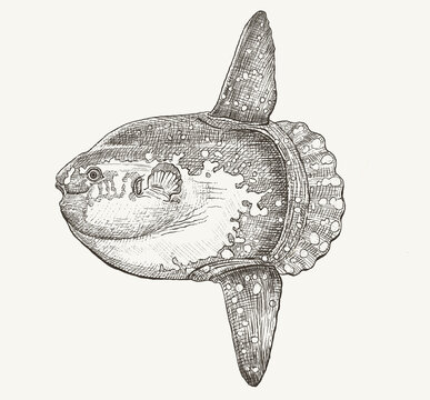 Ocean sunfish animal sketch engraving style. Black and white hand drawn image