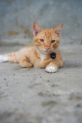 Fototapeta premium Orange cat sitting on the floor looking at the camera wearing a collar named Leo