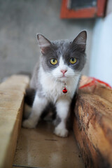 white and gray cat sitting on the floor looking at the camera wearing a collar with yellow eyes