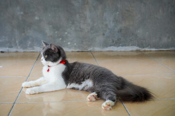 white and gray cat sitting on the floor looking at the left side wearing a collar with yellow eyes