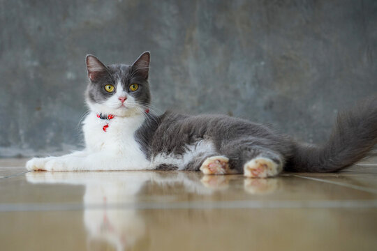 white and gray cat sitting on the floor looking at the right side wearing a collar with yellow eyes