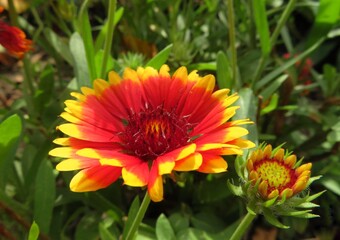blanket flower (Gaillardia) in the garden