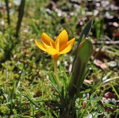 yellow crocus flowers in spring