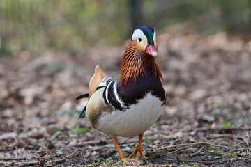 Fototapeta premium closeup of mandarin duck in the wild