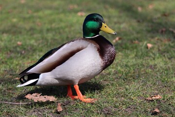 male duck on the grass