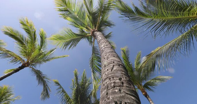 Palm trees. Summer beach background palm trees against blue sky and sun. tropical Caribbean. Dynamic shot in slow motion