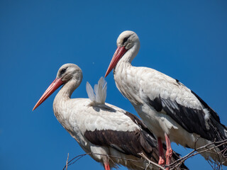 Fototapeta premium Couple of the white storks (Ciconia ciconia) standing in nest on roof of a building with blue sky in background. Large birds with white and black plumage on wings, long pointed red beak