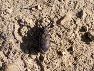 Close-up of the weaver beetle (Lamia textor) on the sandy ground in bright sunlight in summer