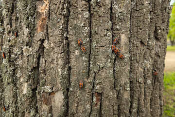 Red Insects on Tree Bark