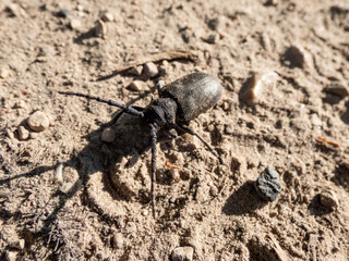 Close-up of the weaver beetle (Lamia textor) on the sandy ground in bright sunlight in summer