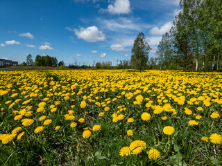 Fototapeta premium Bright yellow dandelions (Lion's tooth) flowering in the big field of flowers with green grass and yellow dandelions with horizon and blue sky