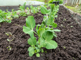 Close-up shot of a small Sweet green pea (pisum) sprouts or seedlings growing in a soil in a vegetable garden in spring. Concept of growing vegetables
