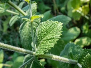 Close-up of bright green peppermint plant (Mentha x piperita) leaves growing and flowering with purple flowers in the garden