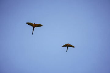 beautiful macaw bird flying sky in rural area
