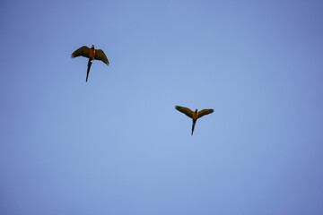 beautiful macaw bird flying sky in rural area