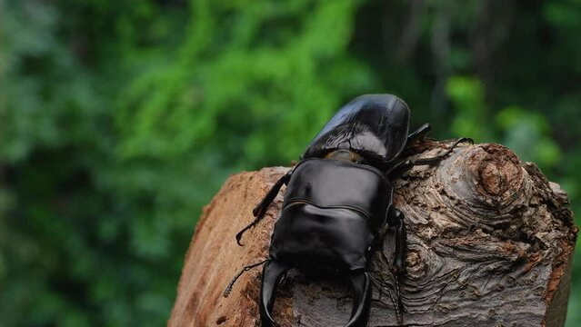 オオクワガタが木の上で動く4K動画