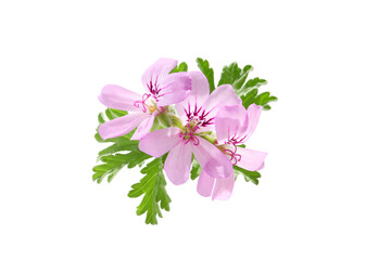 pink flowers of rose geranium isolated on a white background - obrazy, fototapety, plakaty