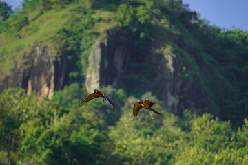 beautiful macaw bird flying sky in rural area