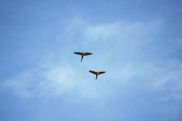 beautiful macaw bird flying sky in rural area