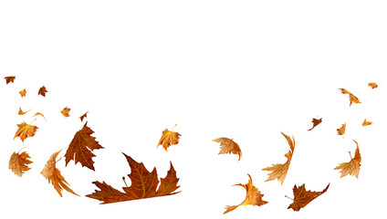 falling flying dry autumn leaves isolated for background - obrazy, fototapety, plakaty