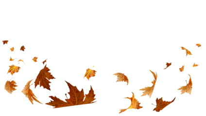 falling flying dry autumn leaves isolated for background