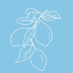 Lemon Brunch Hand Drawn Sketch