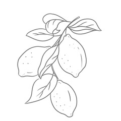 Lemon Brunch Hand Drawn Sketch