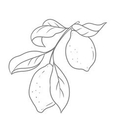 Lemon Brunch Hand Drawn Sketch