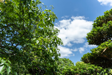 初夏・新緑の季節・青空