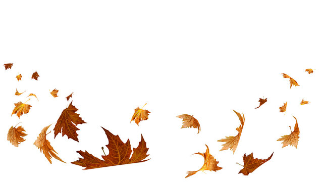 falling flying dry autumn leaves isolated for background