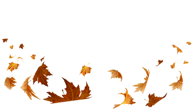 falling flying dry autumn leaves isolated for background