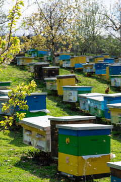 Colorful yellow blue wooden beehives in flower garden with many families of bees, beekeeping