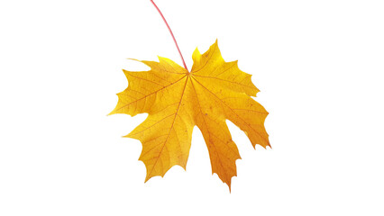 leaves isolated yellow for autumn and winter  background