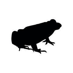 A Frog Silhouette