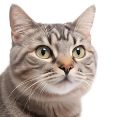 Obraz premium portrait of a cat