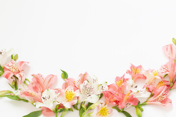 alstroemeria flowers on white  background