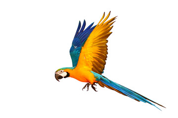 Colorful Blue and gold macaw parrot flying isolated on transparent background png file