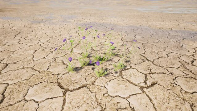 Flowers grow in the desert when it rains 4k