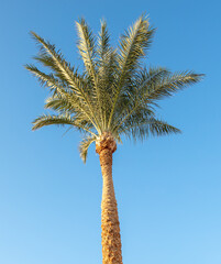 Palm tree against the blue sky.