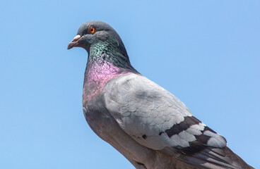 Portrait of a dove against a blue sky