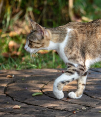 The cat is walking on the pavement in the park.