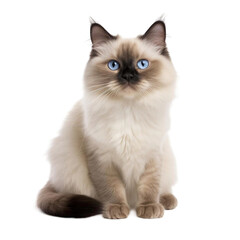 Obraz premium persian cat