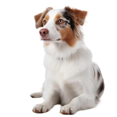 border collie sitting on a white background