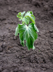 Dying watermelon seedling in the ground.